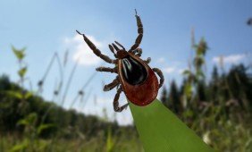 Erkėms karantinas negalioja. Kaip išsitirti dėl užkrato?